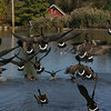 Geese landing on a pond.